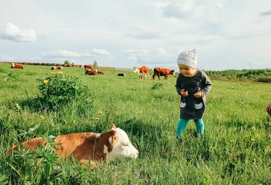 Dziecko w polu z krowami